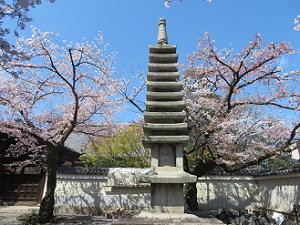 寿福院塔と桜
