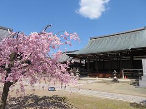 八重紅枝垂れ桜と三菩薩堂