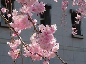 八重紅枝垂れ桜のアップ