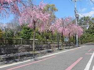 東側の八重紅枝垂れ桜
