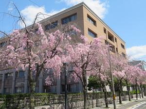 裁判所の建物と八重紅枝垂れ桜