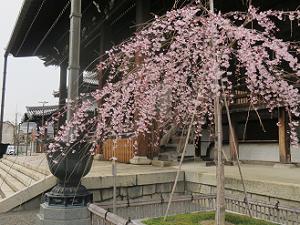 要法寺の三春滝桜