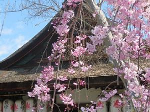 拝殿の屋根と八重紅枝垂れ桜