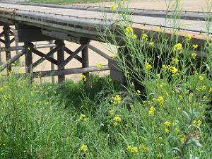 初夏の花と流れ橋