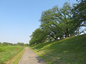 桜並木と小道