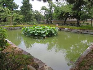 池のハス