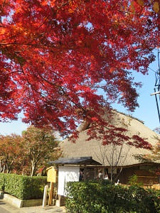 紅葉と茅葺屋根