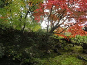 苔の庭園と紅葉
