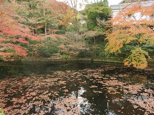 成就院近くの池と紅葉