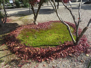 散紅葉で作ったハート