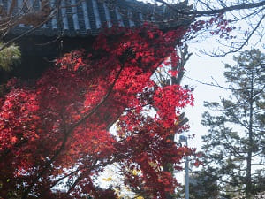 紅葉と屋根