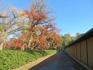 京都迎賓館付近の紅葉