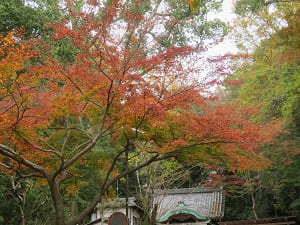 紅葉と円山弁天堂の屋根