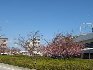 京阪淀駅の河津桜