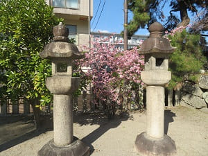 灯籠と河津桜