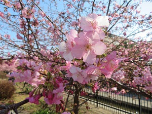 河津桜のアップ
