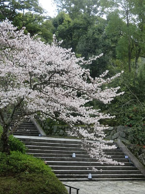 桜と男坂
