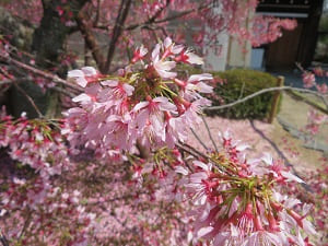 オカメ桜のアップ