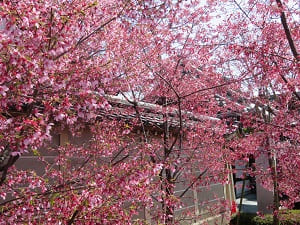塀際のオカメ桜