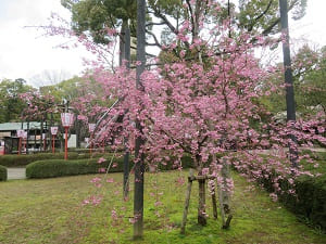 八重紅枝垂れ桜