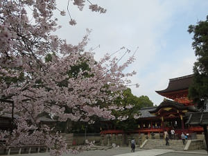 本殿と桜