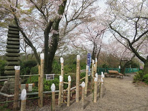 展望台の桜