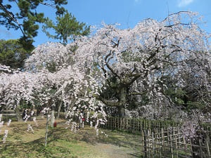 近衛池のほとりの糸桜