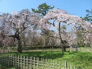 芝生と糸桜