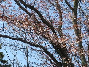 散る山桜