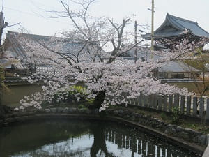 蓮池の桜