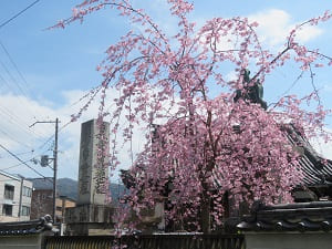 妙伝寺の枝垂れ桜