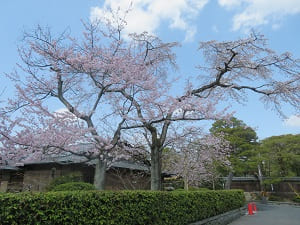 青空と枝垂れ桜