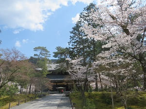 桜と参道
