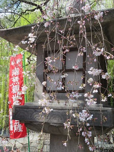 灯籠と枝垂れ桜