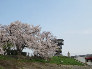 桜と展望台