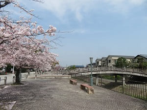 安居橋と桜