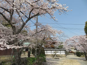 境内の南側の桜
