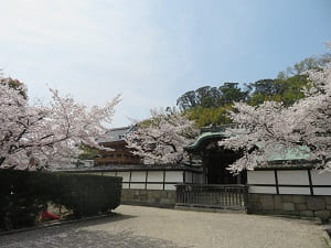 唐門と桜