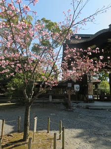 蜂須賀桜と唐門