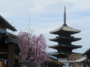 枝垂れ桜と八坂の塔