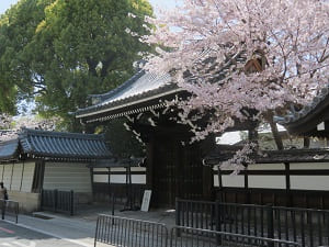 玄関門と桜