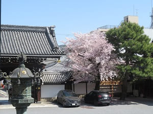 御影堂門と桜