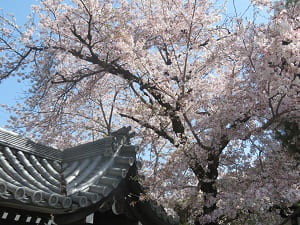御影堂門と桜を見上げる