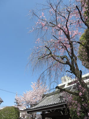 玄関門と八重紅枝垂れ桜