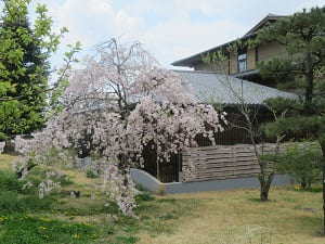 智積院会館と枝垂れ桜