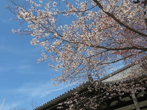 見上げる山桜