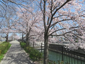 川端通の桜