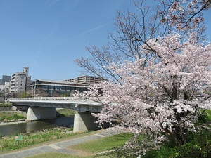 桜と二条大橋