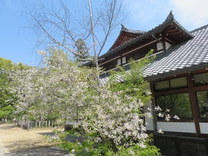 社務所と北野桜