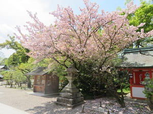 見ごろの八重桜